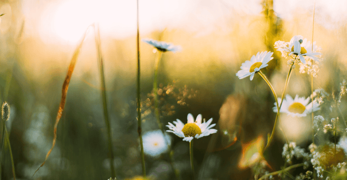 8 Amazing DIY Springtime Diffuser Blends! - Ecodrop Limited