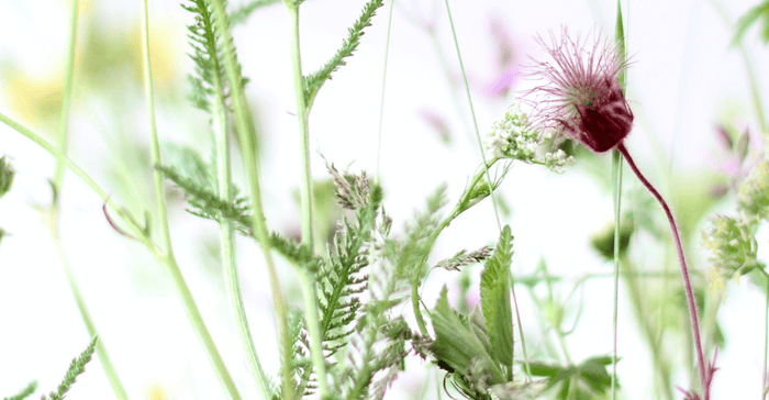 Best Essential Oil for Facial Steam for Allergy Relief! - Ecodrop Limited