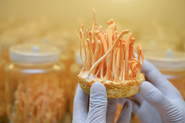 The Healing Potential of Medicinal Mushrooms