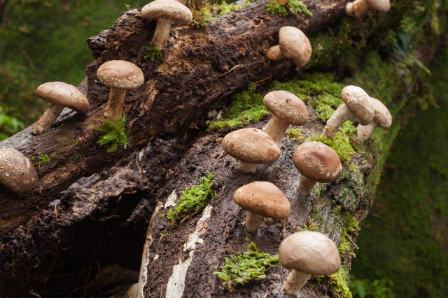 4 Health Benefits of Organic Shiitake Mushroom Tincture