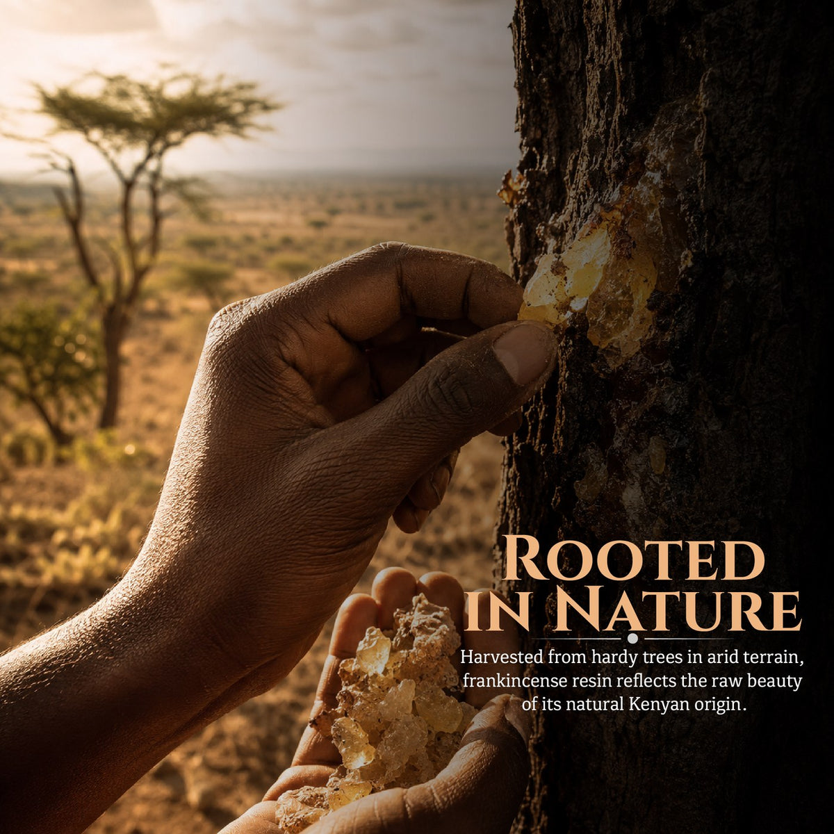 Frankincense resin tapped by hand from a Boswellia carterii tree of Kenyan origin