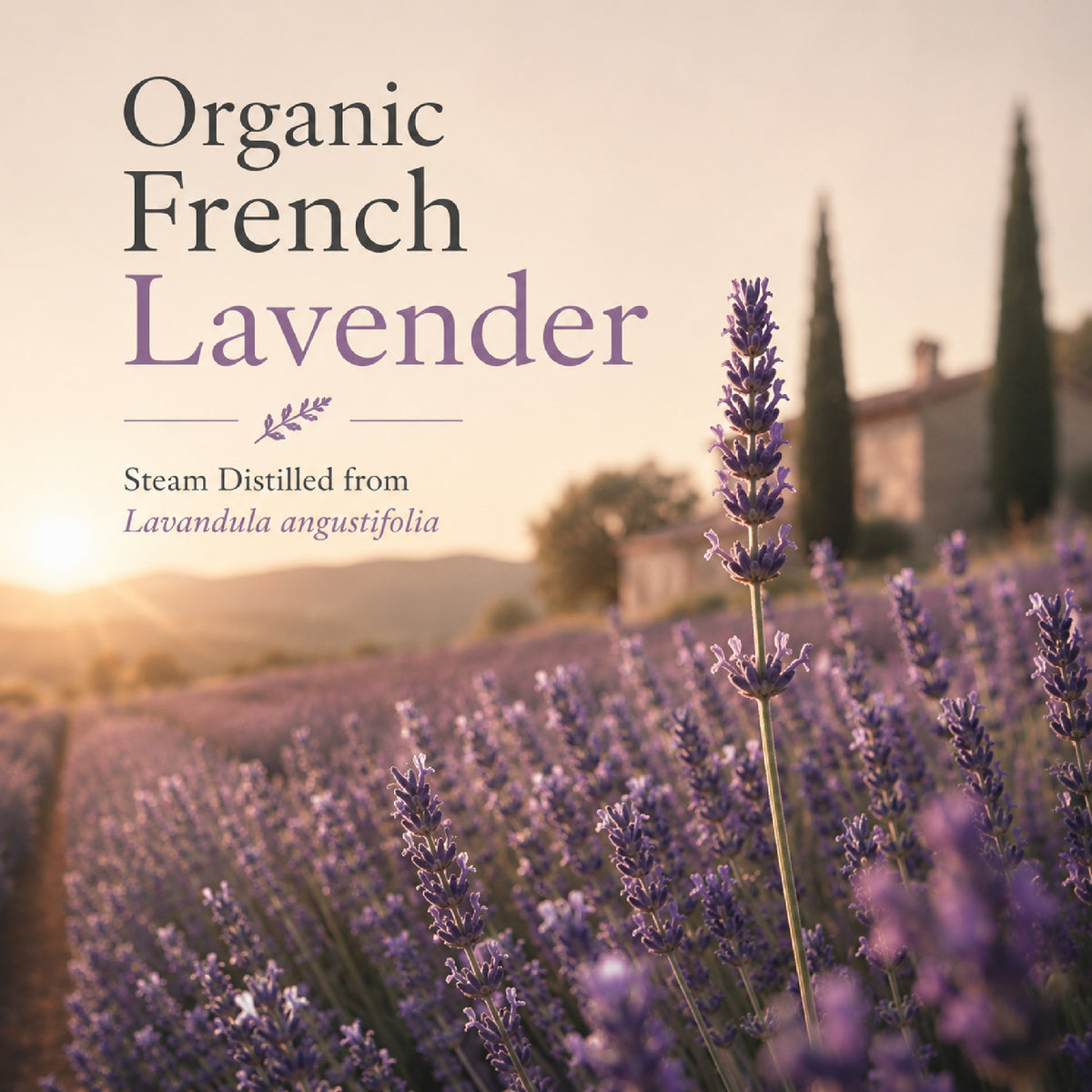 Organic French Lavender - steam distilled from Lavandula angustifolia in France