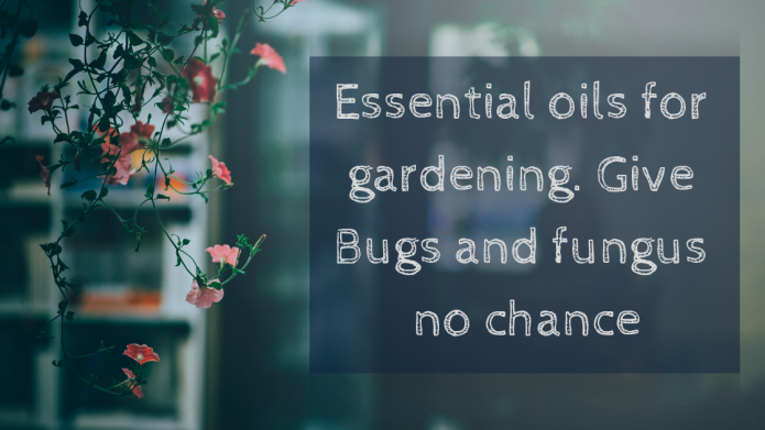 Essential oils for gardening. Give Bugs and fungus no chance