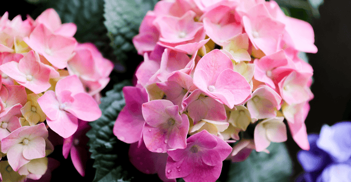 3 Health Benefits and Uses of Geranium Essential Oil with Recipes - Ecodrop Limited