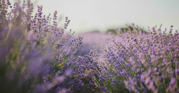 Try These 8 Lavender Diffuser Blends To Relax & De-Stress!