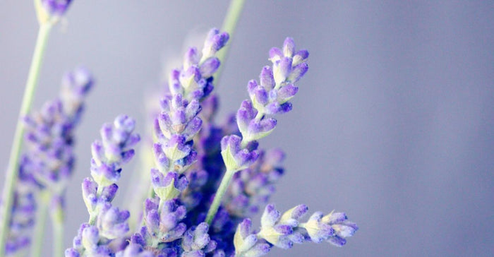 5 Essential Oils for Stress Relief