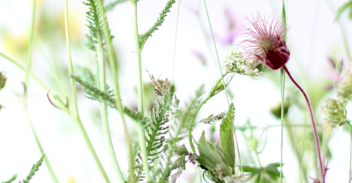 Best Essential Oil for Facial Steam for Allergy Relief!