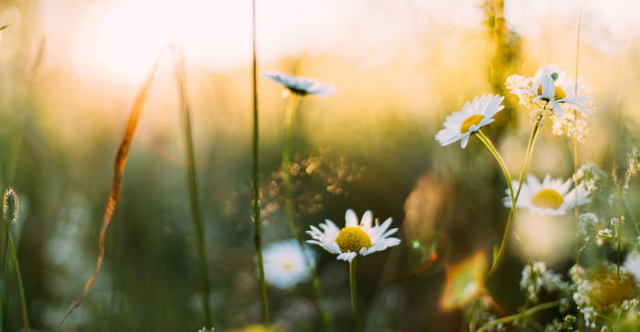 8 Amazing DIY Springtime Diffuser Blends!