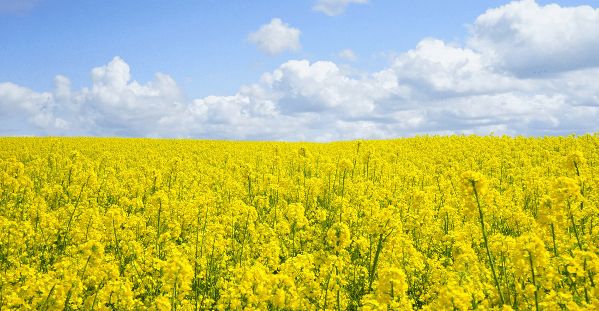 Best Spring Essential Oils for Energy, Immunity & Allergy Relief - Ecodrop Limited