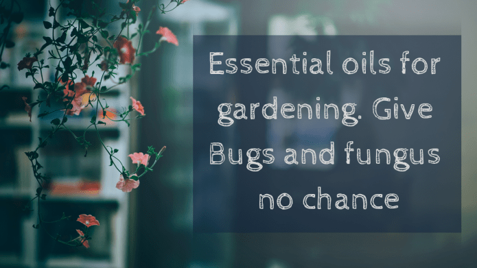Essential oils for gardening. Give Bugs and fungus no chance - Ecodrop Limited