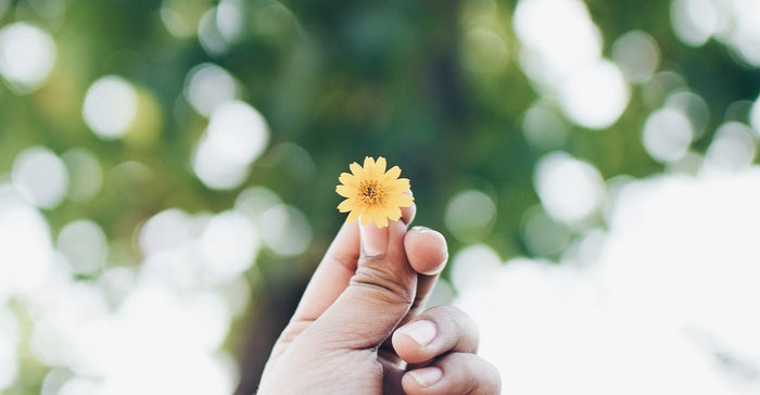 Fresh Botanical Essential Oil Diffuser Blends for New Beginnings - Ecodrop Limited
