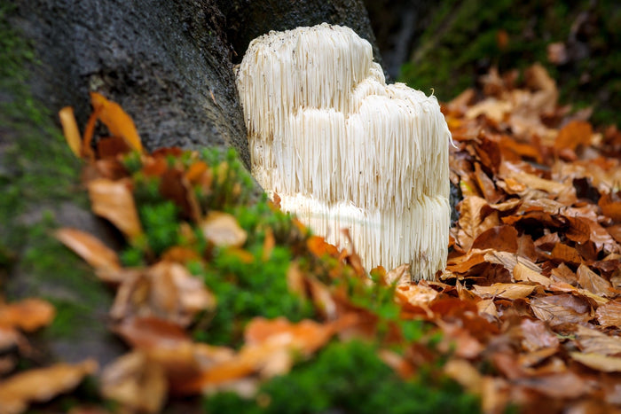 Wild lion's mane mushroom growing on a tree trunk among autumn leaves