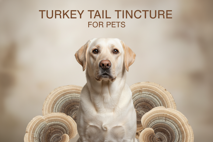 Tincture Turkey Tail for dogs