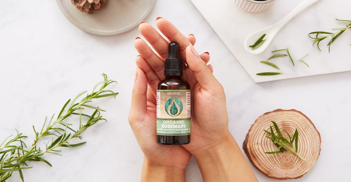 Rosemary Essential Oil Uses, Benefits, And Its Recipes! - Ecodrop Limited