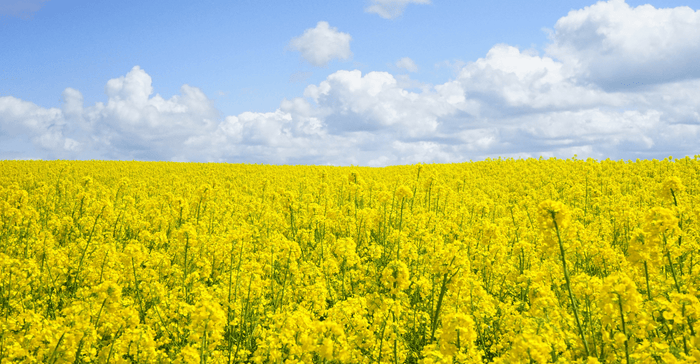 Springtime Essential Oils for Vitality - Ecodrop Limited