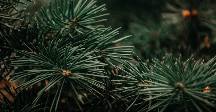 'Tis the Season for Evergreen Essential Oils! - Ecodrop Limited