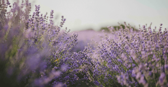 Try These 8 Lavender Diffuser Blends To Relax & De-Stress! - Ecodrop Limited