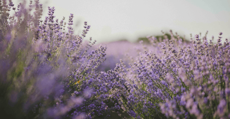 Try These 8 Lavender Diffuser Blends To Relax & De-Stress! - Ecodrop Limited