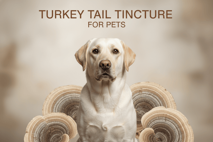 What You Need to Know About Turkey Tail Mushroom for Dogs & Cats - Ecodrop Limited
