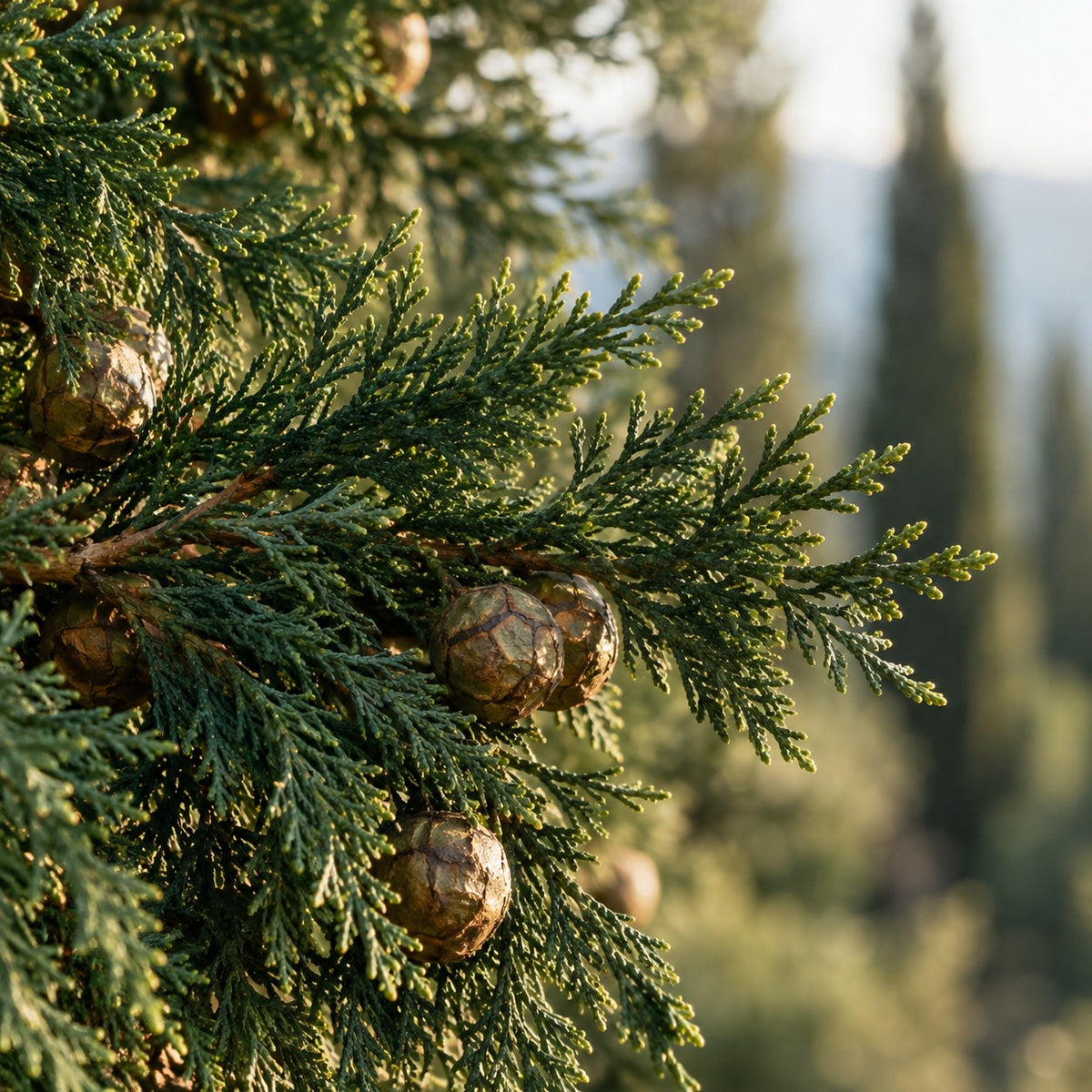 Cupressus sempervirens branches and cones in the Mediterranean sun, the plant parts cypress oil is distilled from