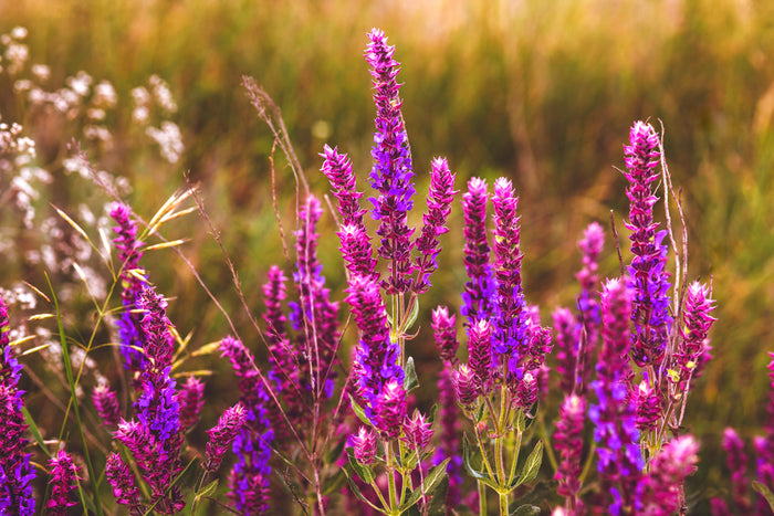 sage salvia flower garden plant nature purple green summer beaut