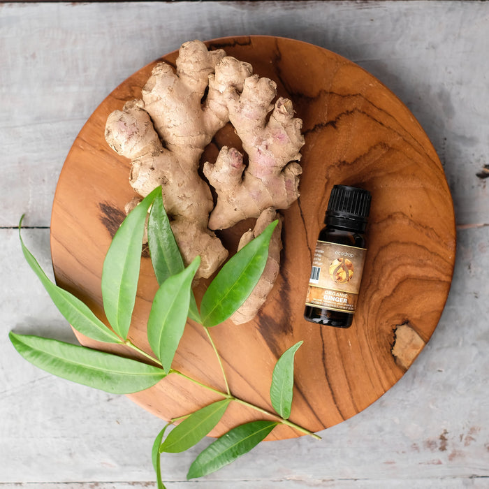 Organic Ginger Essential Oil, 10ml - ecodrop