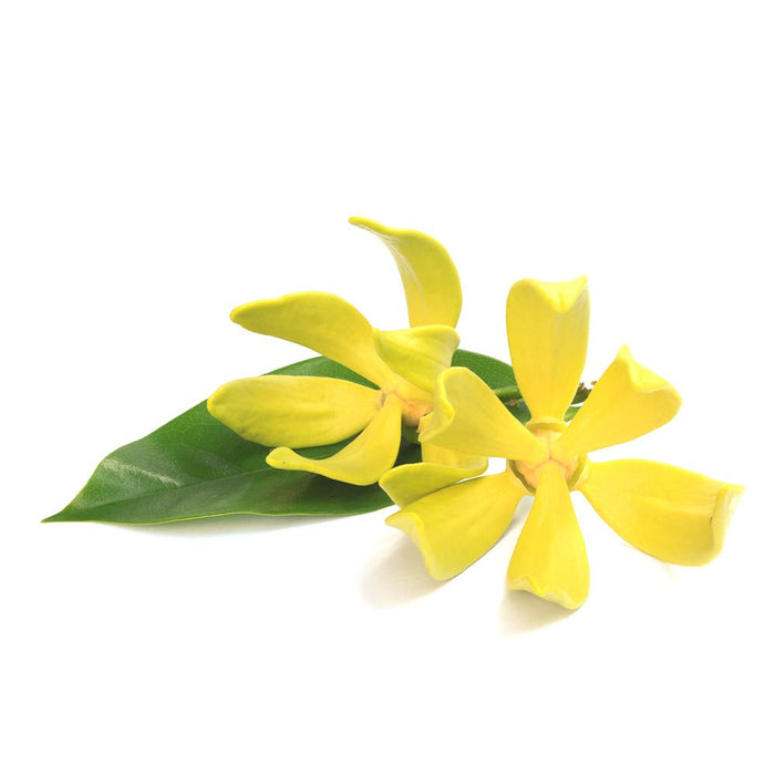 Organic Ylang Ylang Essential Oil, 10ml - ecodrop