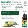 organic eucalyptus essential oils