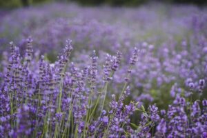 Lavender flowers blowing in the wind